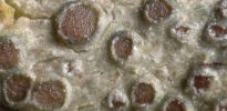Lecanora persimilis